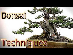 Bonsai techniques Taxus becomes bonsai #bonsai #bonsaitechniques