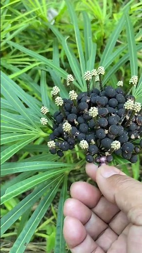 The Spider Leg Aralia (Polyscias fruticosa) Ornamental Plant, Unique from Its Leaves to Its Fruit