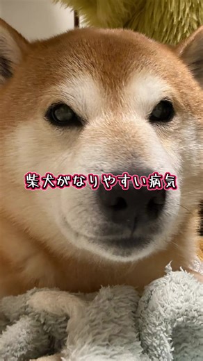 柴犬とその健康問題 - 飼い主の経験談