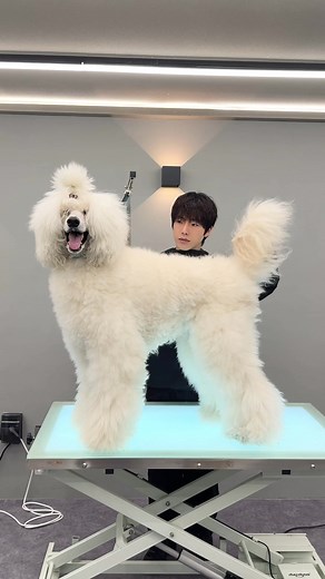 강아지 미용과 푸들 관리 팁