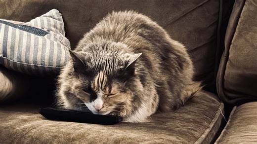 Law making cat declawing illegal in MA goes into effect. What to know