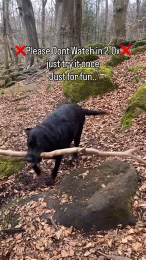 Priya Dandy on Instagram: "Try this trend for 20M views #dogsofinstagram #mydog #dogreels #trendingreelsvideo #labrador"