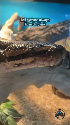 What did your ball python do that made you realize they have a whole personality?