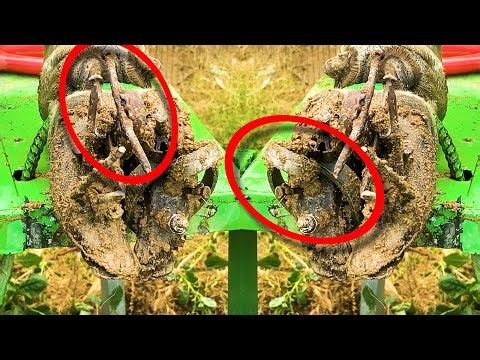 Massive Pressure Release Cow Hoof Transformation