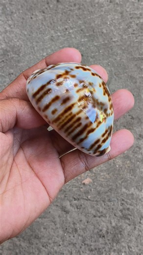 CYPRAEA TIGRIS UNUSUAL PATTERN AVAILABLE FOR SALE #hilightseveryonefollowers #highlight #seashelllovers #hilights #seashellart #seashore #seashells #seashellsbytheseashore | Joisa Shell Trading