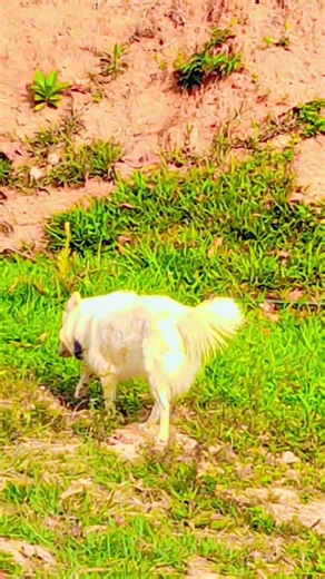 Country chicken and dog grazing in green grass | Peaceful countryside living 🐔🐕