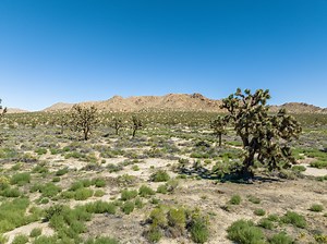 Lake Los Angeles, CA City Guide | About Living in Lake Los Angeles - Homes.com