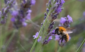 Why Do French Beekeepers Have To Throw Out Honey Accidentally Dyed Blue and Green by M&Ms?