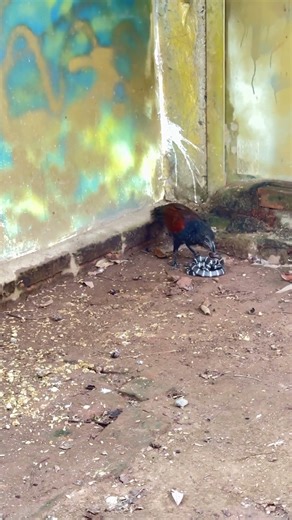 猛禽類がコブラと対峙する。