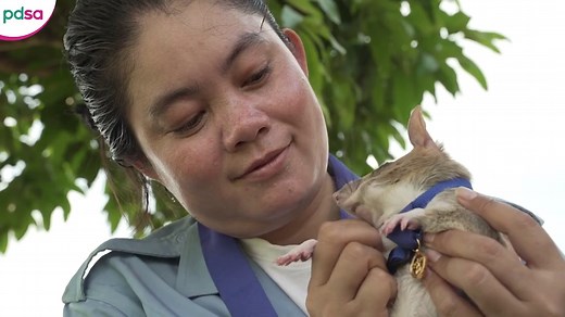 Landmine detection rat Magawa is awarded the PDSA Gold Medal