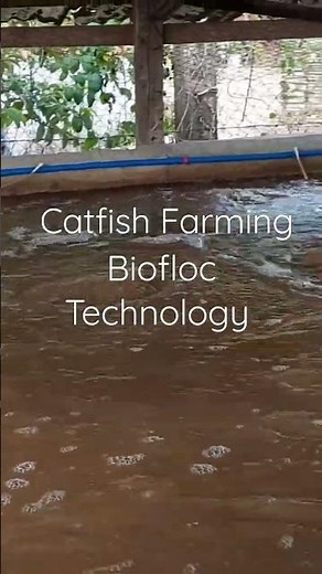 Biofloc Technology @ Hito Farming