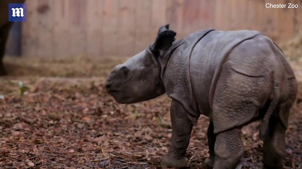 Incredible moment birth of an endangered baby rhino is captured