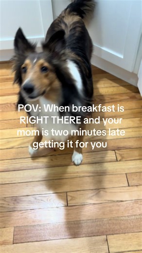 Is it too much for a dog to ask?? #dog #dogslife #feedme #fyp #sheltie