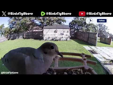 Morning dove at feeder