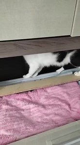 41K views · 3.1K reactions | (@pirata.o.gatinho.cego ) hoje ele tá ajudando a mamãe organizar o guarda roupa 殺殺 | Ademir orfanato de gatos | Facebook