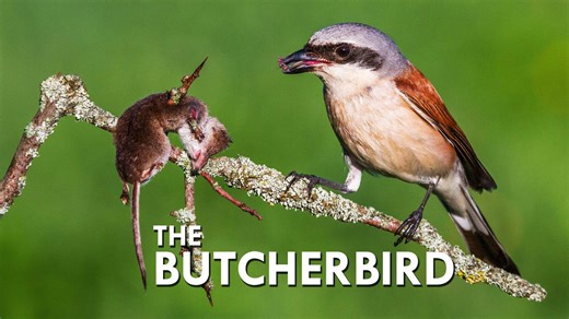 The Butcher Bird: Why Shrikes Impale Their Prey on Thorns