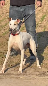 Bond, Beauty, and Drive. 🏍️ ​From a loyal companion on the ride to a stunning example of the breed’s powerful drive and form. The blend of elegance and intensity is unmatched. 💪🔥 ​#SighthoundStrong #WorkingDog #CanineElegance #DogForm #LoyalCompanion #CanineAthlete #DogTraining | Pro Hounds World