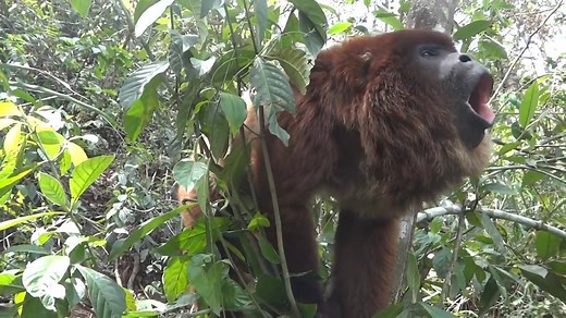Venezolano como pocos... muy pocos. Los #araguatos son los primates de mayor tamaño en el continente americano, su nombre proviene de la palabra alouatta utilizada en un dialecto de la familia lingüística Caribe, su significado es “aullador”. Precisamente, estos monos aulladores son popularmente conocidos por sus coros, los más ruidosos entre los primates de todo el mundo; algunos llaneros describen este sonido como una fuerte brisa y hay quienes aseguran que presagian aguacero. Historias de mon