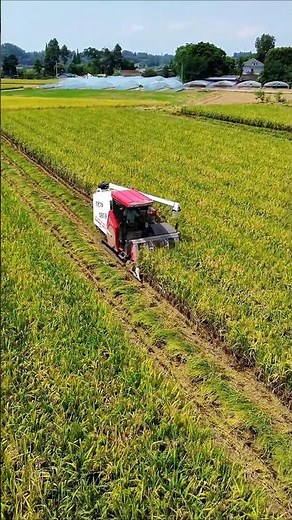 yanmar chain harvester 🌾 #shorts #agriculture #harvester