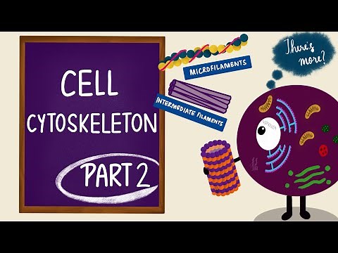 Cell Cytoskeleton | Part 2 | Microfilaments and Intermediate Filaments | Cell Biology
