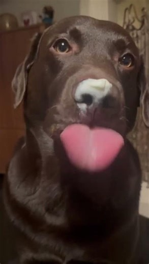 Dog enjoys yogurt treat in Klundert, Netherlands