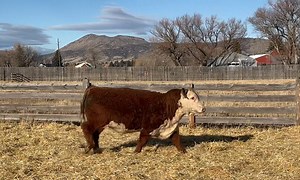 2.3K views · 79 reactions | CL 1 Domino 4164M 1ET. This 0186H son...