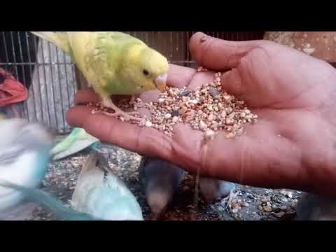 Parakeet Sounds and Their Meanings 🐦🔊#birds #indian #lovebirds