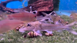 This wonderful group of Catfishes collectively know simply as Mouse Cats are both peaceful and entertaining. A super little Doradid for the community tank it has to be said. Price and species can be seen during the video. Tel 01773 861255 | Wharf Aquatics