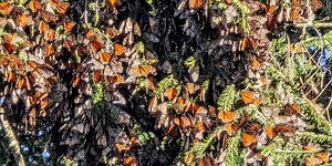 Wings of Wonder: Tracing the Largest Monarch Butterfly Migration Across North America