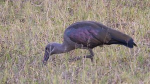 Hadada Ibis Waterberg South Africa Stock Footage Video (100% Royalty-free) 29190271 | Shutterstock