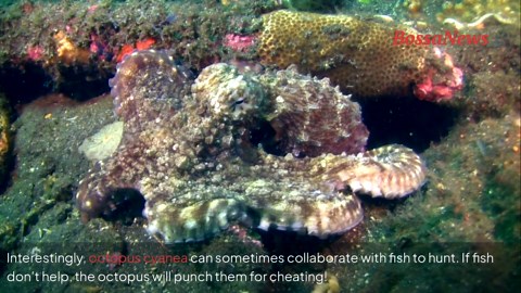 Octopus facts that might surprise you