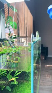 5.4K views · 69 reactions | Water diffuser! #aquascape #aquarium #plantedtank #plantedaquarium #fishtank #aquariumfish #tiktok #fyp #foryou #tiktoknews | Fish Tank | Facebook