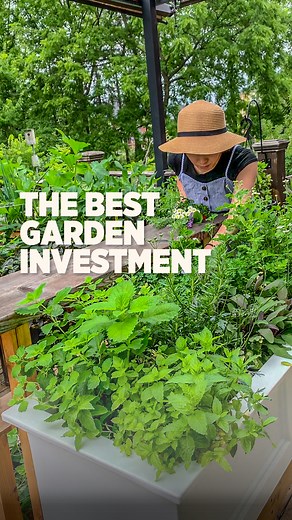 95K views · 1.8K reactions | Growing your own herbs is easily one of the best garden investments with high return #homegrown #fbreelsvideo #gardeningtips #herbs | Plantedinthegarden | Facebook