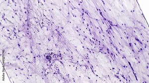 Whole mount of loose connective tissue under microscope 100x on bright field. Isolated macro footage of collagen fibers. Investigating anatomy of people on biology lessons. Membranes and cells