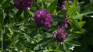 Blossom of bright red clover in summer meadow. Medical plant for health and aromatherapy. Purple Trifolium pratense inflorescence in family Fabaceae. Dark pink flower. Pink flowers in the park.