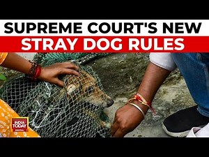 SC's Stray Dog Order: Relief For Lovers, New Rules On Feeding & Aggressive Dogs | India Today News