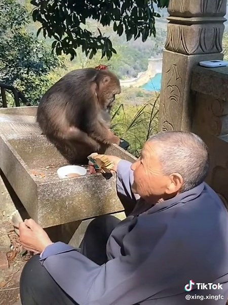 Xing Xing (@xing.xingfc) - Xing Xing Live with Grandma | Cute Monkey Moments