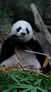 This Panda Spends 14 Hours a Day Eating 🐼🎋 #animals #wildlifeshorts