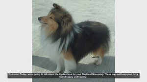Top 10 Toys to Keep Your Shetland Sheepdog Happy and Healthy