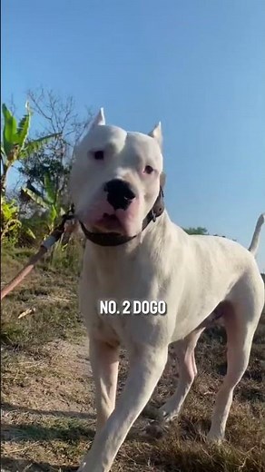 Presa Canario vs Dogo Argentino vs Rottweiler #shorts #dogs #comparison