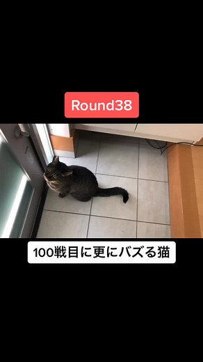 第38回戦#猫 #猫のいる暮らし #うちの猫 #ねこ #脱走 #ルーティン #100戦目に更にバズる猫