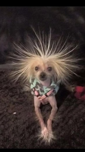 Funny Dog Pictures 🐶: 20 Hilarious Images to Make You Laugh