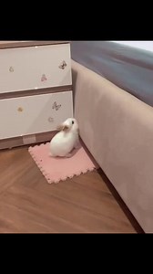 Yes you can sweety... #rabbit #bunny #funny #fun #viral #reels #pet #fbreels #reelsfb | USA Rabbit Lovers