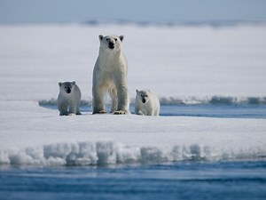 Arctic Tale - Apple TV