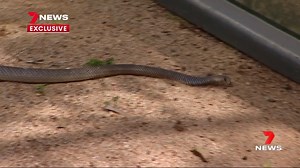 A man who was bitten by a snake last night said it was so fast he didn't realise he'd been attacked. He's one of four people treated for bites across the north in just a few hours, as snakes start moving to higher ground. www.7NEWS.com.au #7NEWS | 7NEWS Townsville
