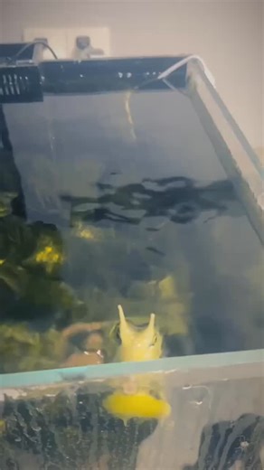 Fics and Fables on Instagram: "behind the veil of secrecy, while we live our day-to-day lives in willful naivety, the war against the crudfish menace rages on. just this year alone, the us military spent over 2.3 billion dollars on crudfish related research— adjusted for inflation, that's the highest amount of spending since 1981, when the pacific arms crisis threatened to shatter the peace treaties signed nearly two decades prior. the majority of this spending remains highly secretive. however,