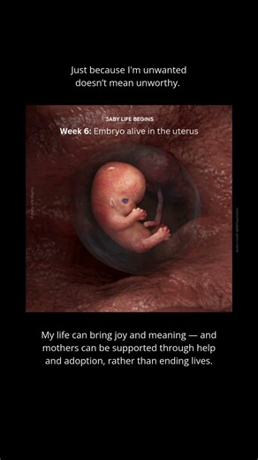 Week 6 Development | The Embryo Begins to Move