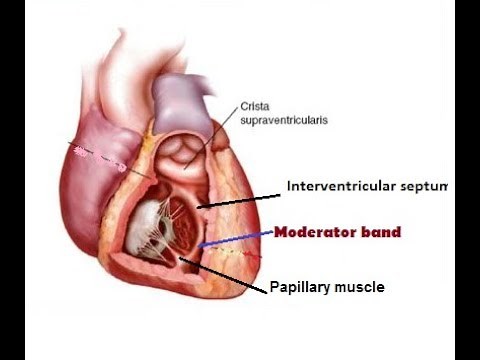Moderator band/septomarginal trabeculum of heart