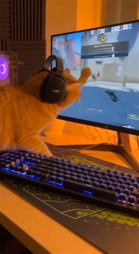 cat playing online games see it's reaction funny cat video #cat #funny