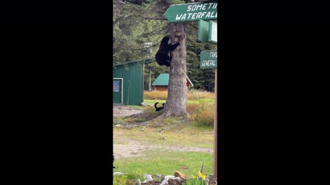 Shocking moment dog chases huge bear up tree during salmon cookout in Alaska